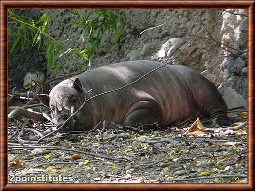 Babiroussa des Celebes zoo du Bronx