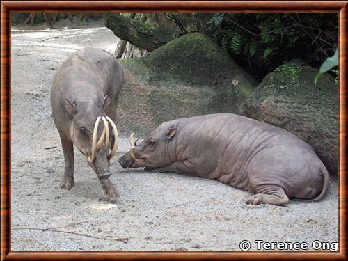 Babiroussa des Moluques