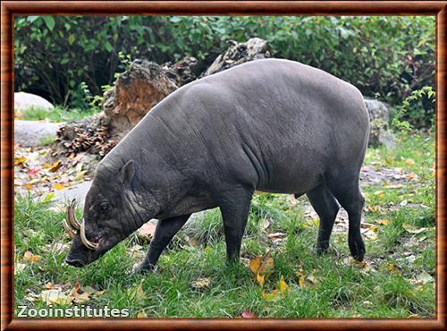 Babiroussa poilu zoo de Berlin