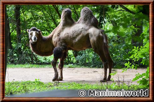 Bactrian camel