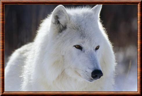 Baffin Island Wolf