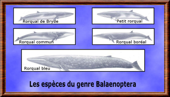 Balaenoptera