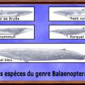 balaenoptera.jpg