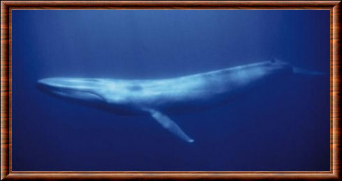 Balaenoptera musculus