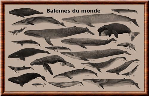 Baleine