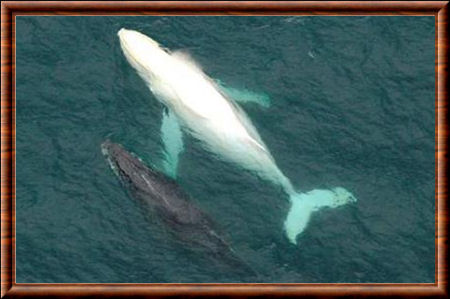 Baleine albinos