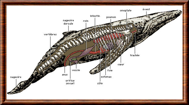 Anatomie de la baleine