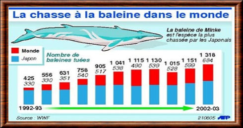 Chasse à la baleine