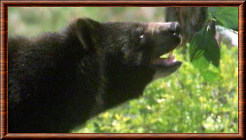 Baluchistan black bear