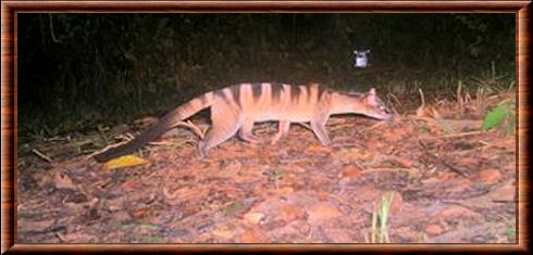 Banded palm civet