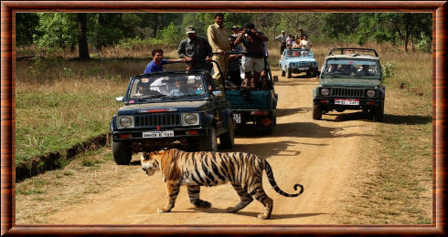 Bandhavgarh safari