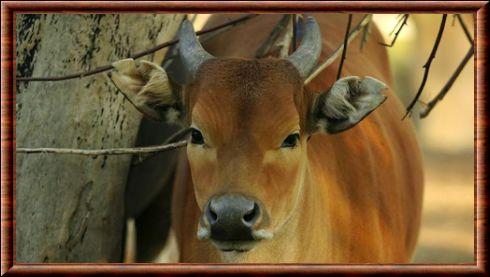 Banteng grosplan