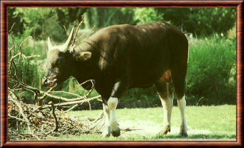 Banteng (Bos javanicus)