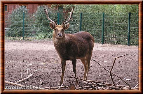 Barasingha male zoo de Berlin