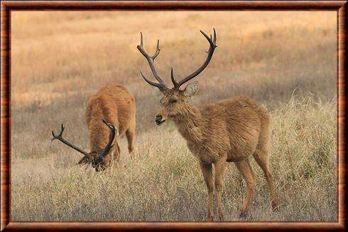 Barasingha (Rucervus duvaucelii)