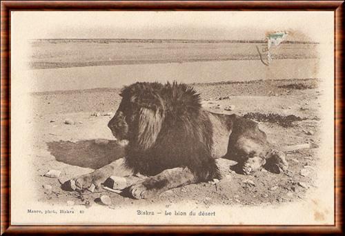 Barbary lion