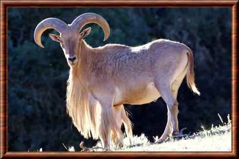 Barbary sheep