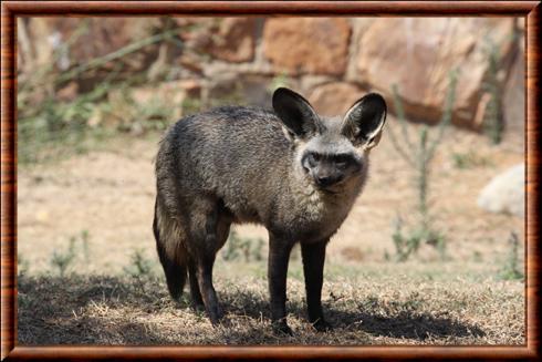 Bat-eared fox