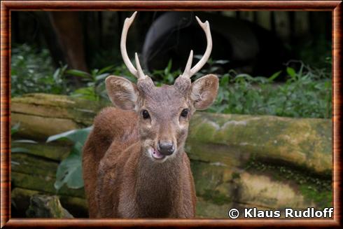 Bawean deer