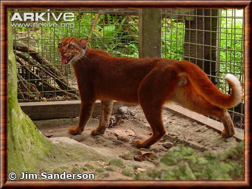 Bay cat (Pardofelis badia)