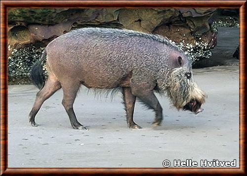 Bearded pig (Sus barbatus)
