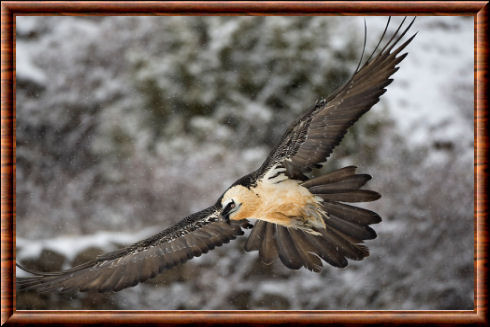 Bearded vulture