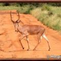 Beatragus hunteri