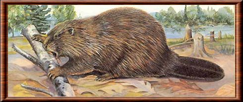 Beaver