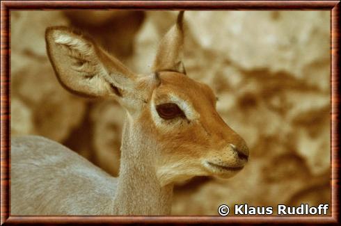 Beira portrait