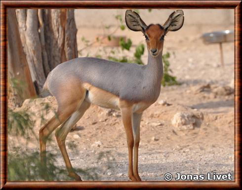 Beira (Dorcatragus megalotis)