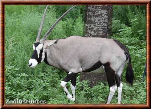 Beisa oryx