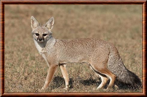 Bengal fox