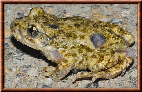 Betic midwife toad