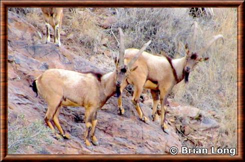 Bezoard ibex