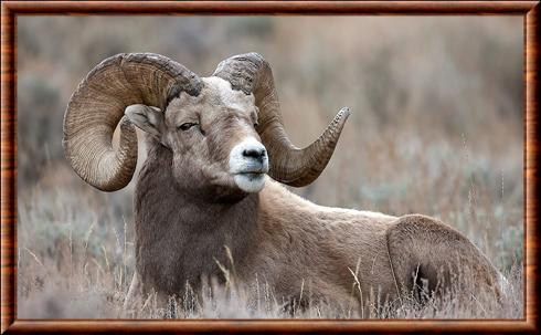 Bighorn sheep