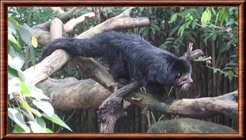 Binturong 01