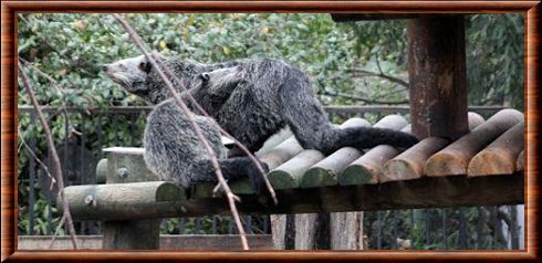 Binturong 06