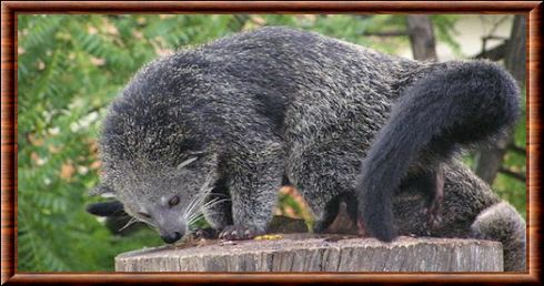 Binturong 07