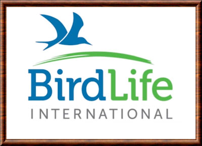 Birdlife international