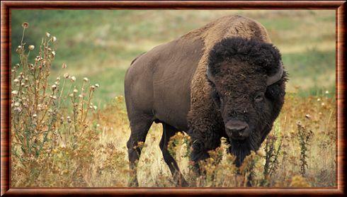 Bison des plaines (Bison bison bison)