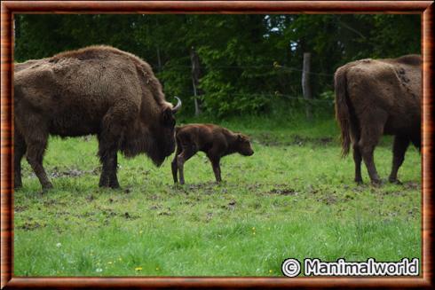 Bison bonasus