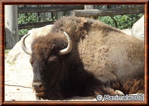 Bison d'Amerique Amneville