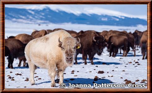 Bison d'Amerique blanc