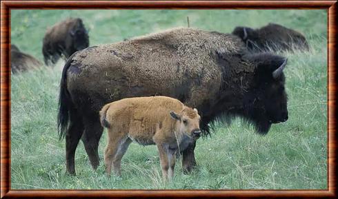 Bison d'Amerique femelle