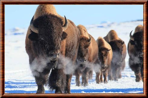 Bison d'Amérique Yellowstone