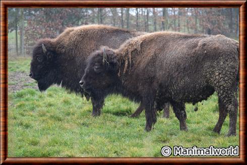 Bison d'Amerique (Bison bison)