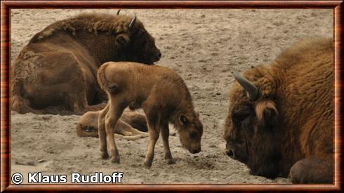 Bison d'Europe femelle au zoo de Berlin