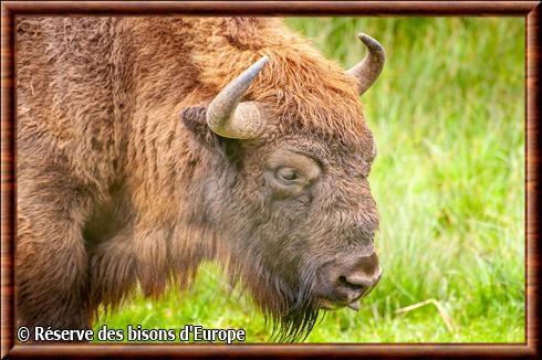 Bison d'Europe gros plan