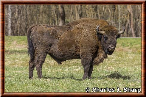 Bison d'Europe (Bison bonasus) mâle
