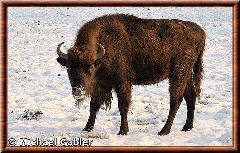 Bison d'Europe dans la réserve de Springe